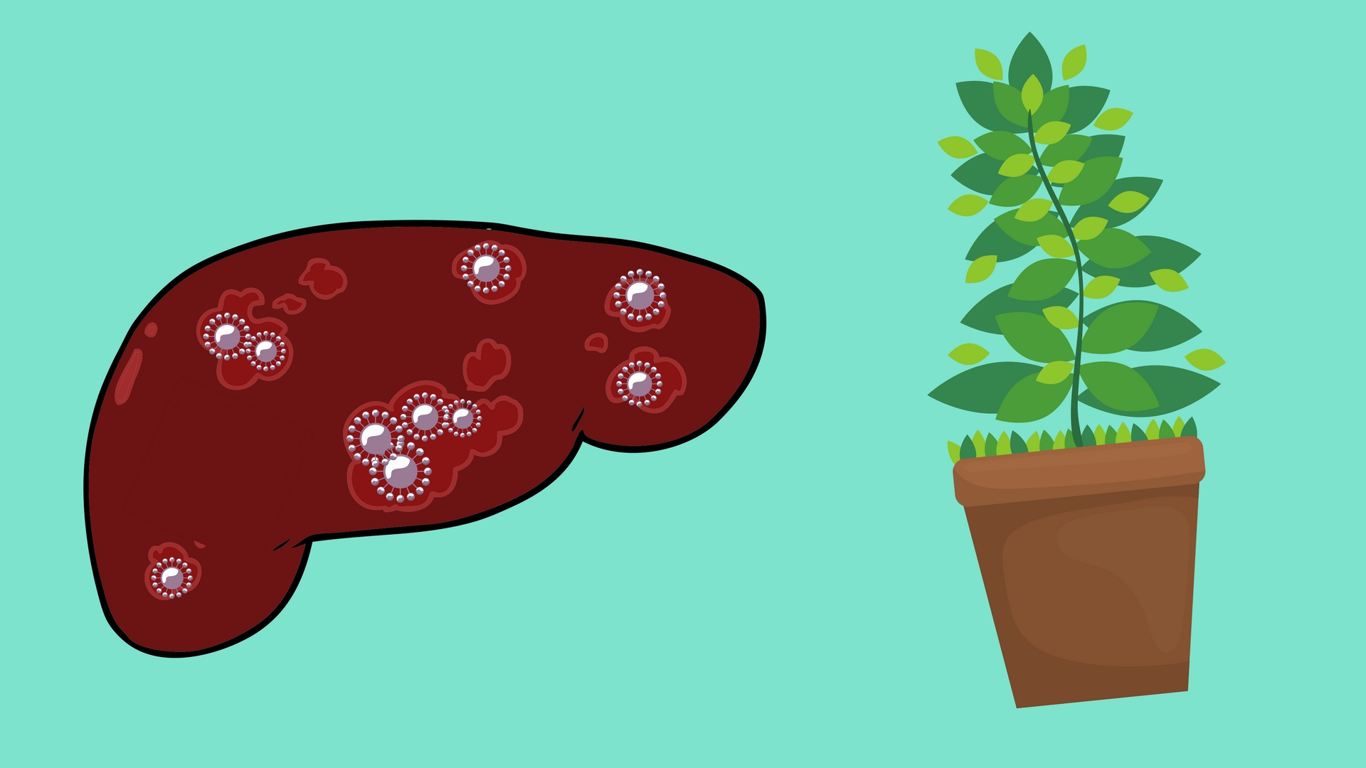 A herbal remedy for Hepatitis C